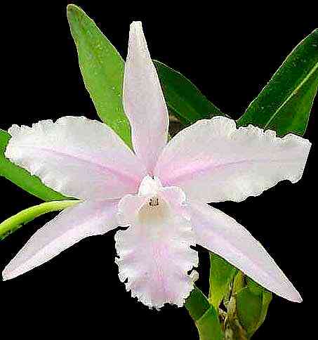 Laelia lobata